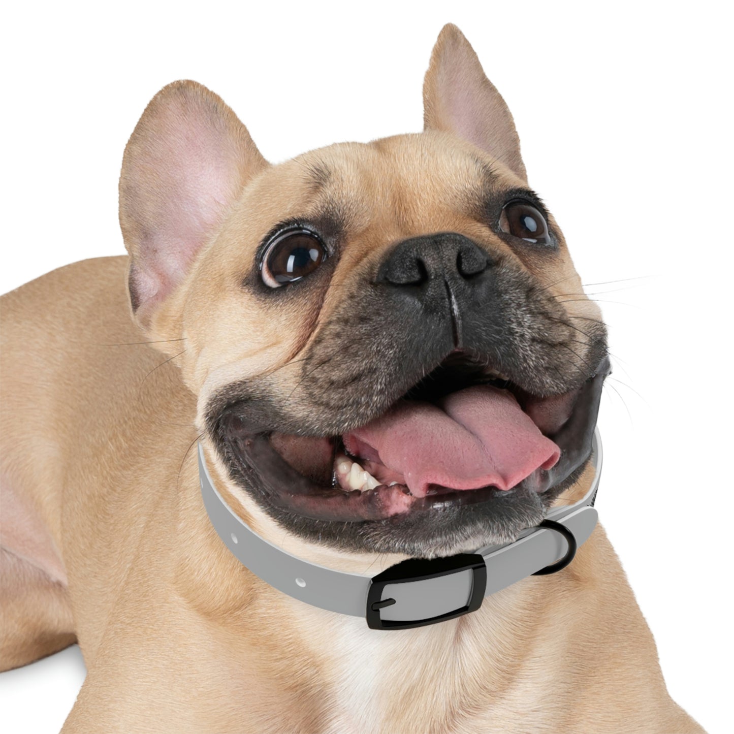 Rush Slowly Dog Collar