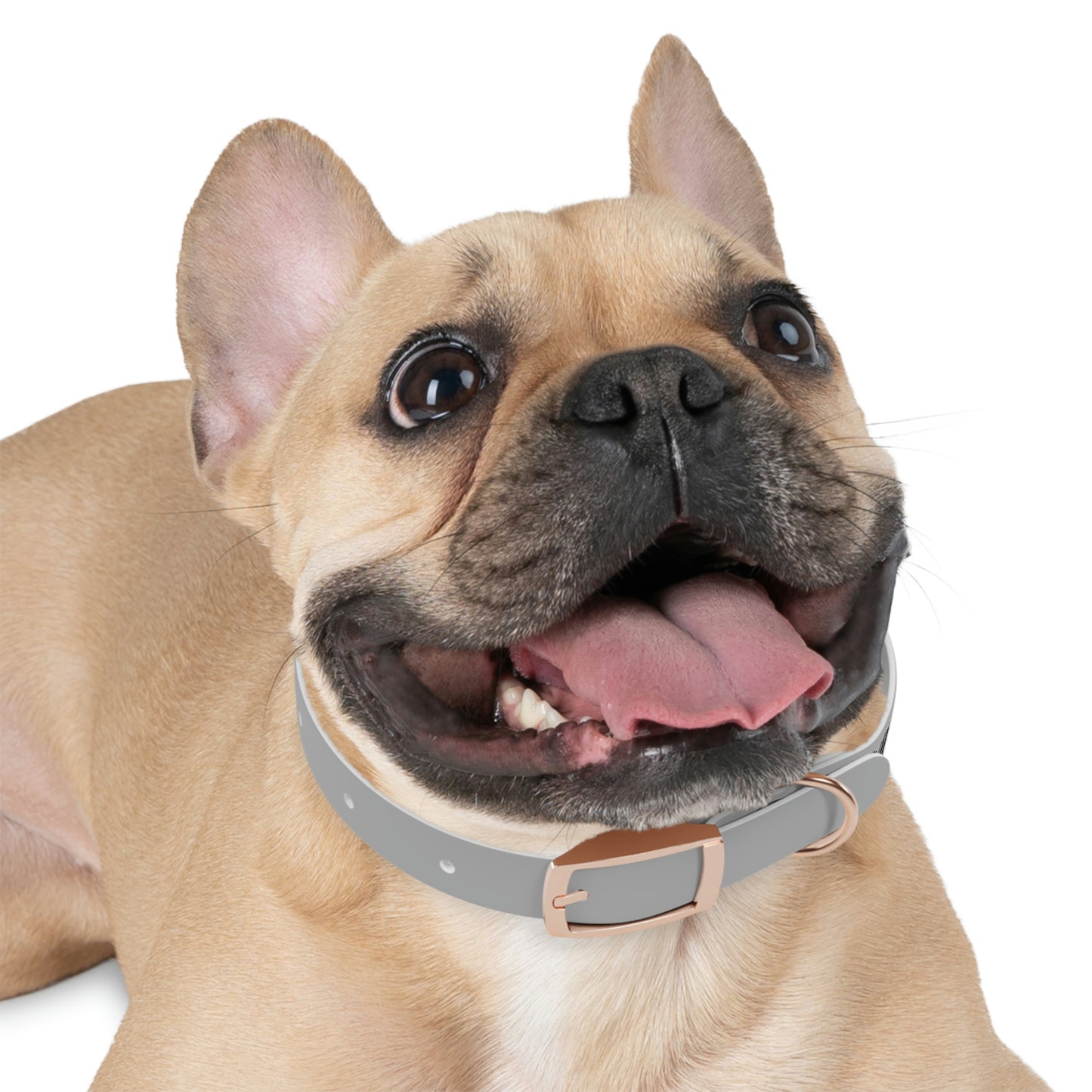 Rush Slowly Dog Collar