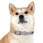 Rush Slowly Dog Collar